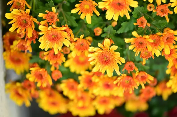 Güzel Kasımpatı Yakın Plan Çiçek Bahçe — Stok fotoğraf