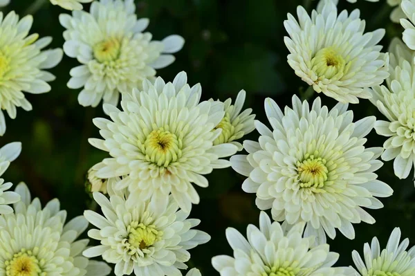 Mooie Witte Chrysant Bloemen Close Uitzicht Zomer Concept — Stockfoto