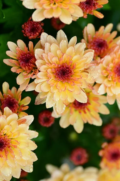Hermosos Crisantemos Cerca Flora Jardín —  Fotos de Stock