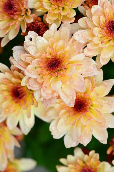 Hermosos Crisantemos Cerca Flora Jardín — Foto de Stock