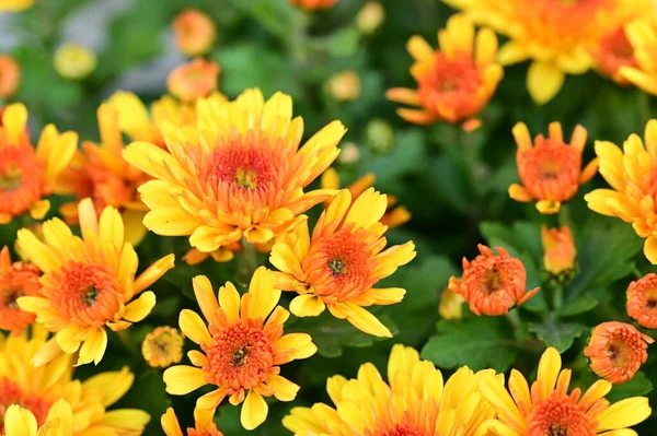 Beautiful Chrysanthemum Close Flora Garden Stock Image