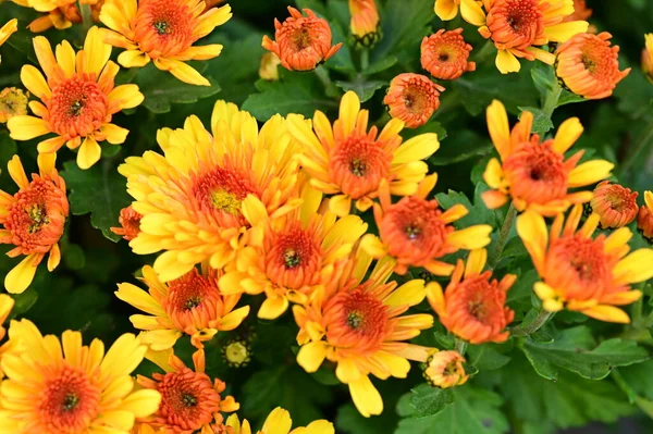 Beautiful Chrysanthemum Close Flora Garden Royalty Free Stock Images