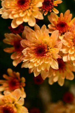 Güzel kasımpatı, yakın plan, çiçek ve bahçe.