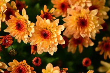 Güzel kasımpatı, yakın plan, çiçek ve bahçe.