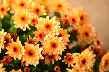 Güzel kasımpatı, yakın plan, çiçek ve bahçe.