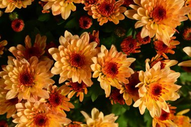 Güzel kasımpatı, yakın plan, çiçek ve bahçe.