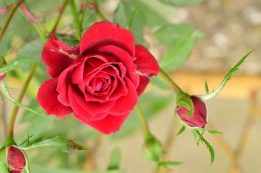 Bahçedeki güzel kırmızı güller, yaz arkaplanı.