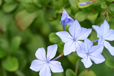Bahçedeki güzel mavi çiçekleri kapat.