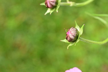 Bahçede çözünmemiş güzel çiçekler, yakın çekim manzarası.