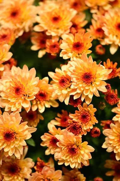 stock image beautiful chrysanthemum close up, flora and garden