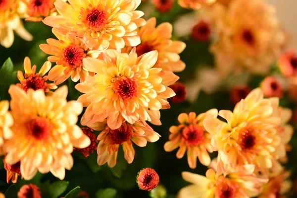 Schöne Chrysanthemen Aus Nächster Nähe Flora Und Garten — Stockfoto