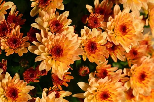 stock image beautiful chrysanthemum close up, flora and garden