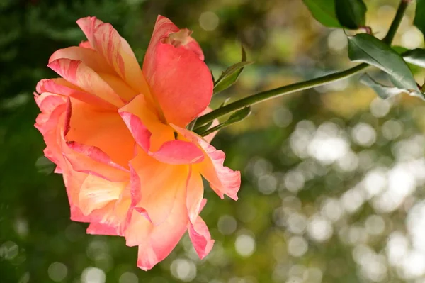 Rosa Bonita Rosa Jardim Fundo Verão — Fotografia de Stock