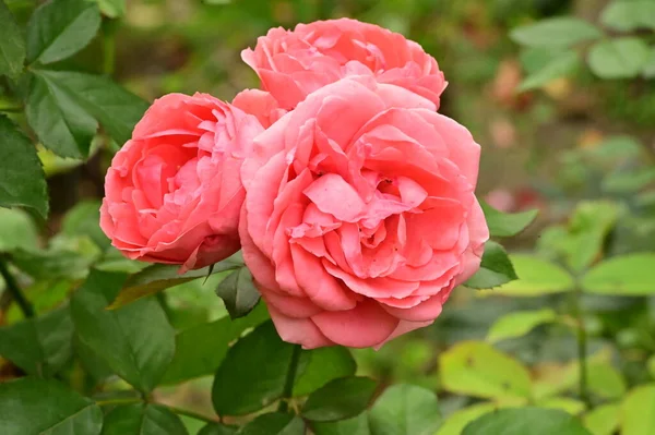 Κοντινή Θέα Των Όμορφων Ροζ Τριαντάφυλλων Στον Κήπο — Φωτογραφία Αρχείου