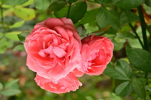 Κοντινή Θέα Των Όμορφων Ροζ Τριαντάφυλλων Στον Κήπο — Φωτογραφία Αρχείου