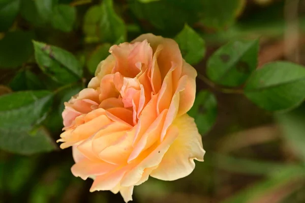 Όμορφο Κίτρινο Τριαντάφυλλο Στον Κήπο Φόντο Καλοκαίρι — Φωτογραφία Αρχείου