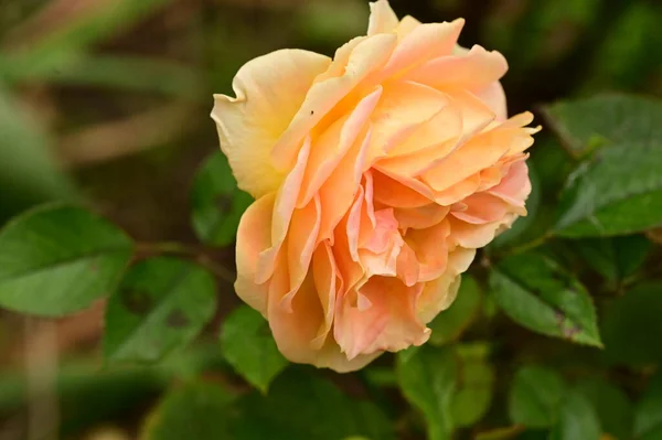Piękna Żółta Róża Ogrodzie Tło Letnie — Zdjęcie stockowe