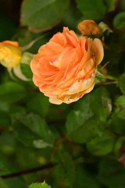 Schöne Gelbe Rosen Garten Sommer Hintergrund — Stockfoto