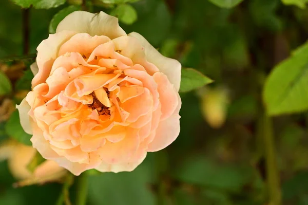 Krásná Žlutá Růže Zahradě Letní Pozadí — Stock fotografie