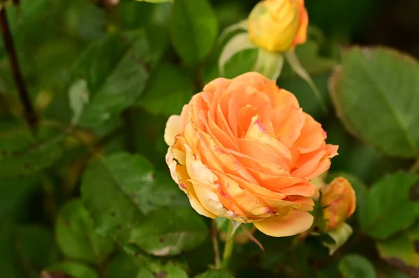 Piękne Żółte Róże Ogrodzie Tło Letnie — Zdjęcie stockowe