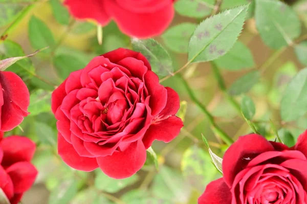 Hermosas Rosas Rojas Jardín Fondo Verano — Foto de Stock