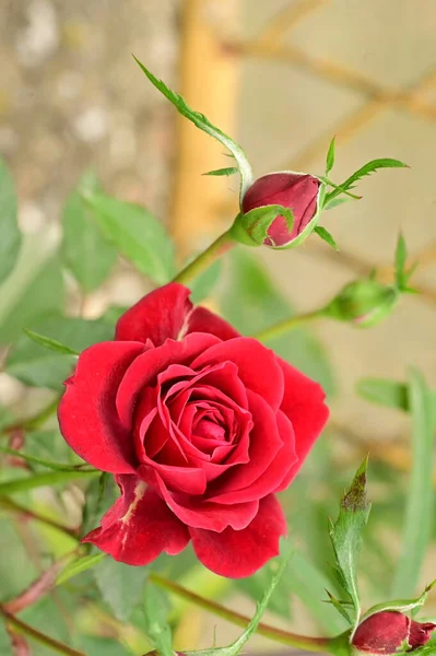 Όμορφα Κόκκινα Τριαντάφυλλα Στον Κήπο Φόντο Καλοκαίρι — Φωτογραφία Αρχείου