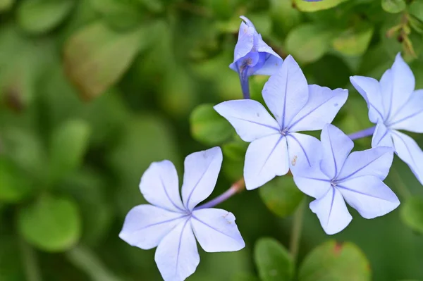 庭の青い花を間近に見ることができます — ストック写真