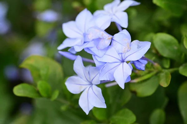 Vista Cerca Hermosas Flores Azules Jardín —  Fotos de Stock