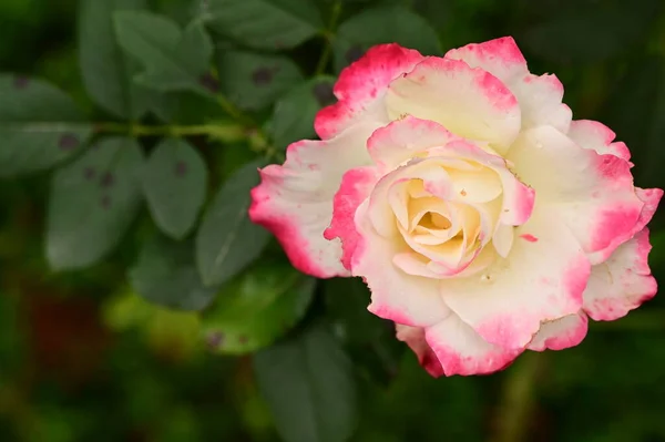 Nahaufnahme Der Schönen Rosa Rosenblüte Garten — Stockfoto