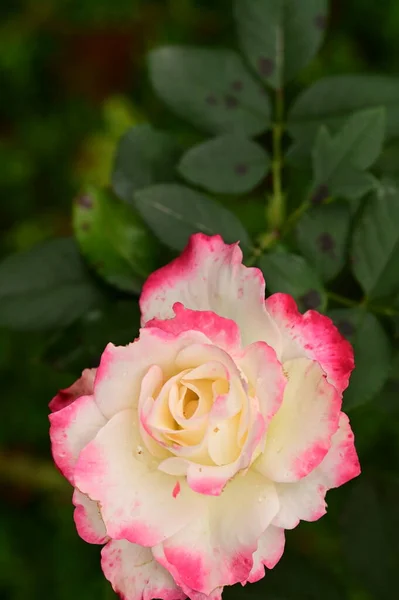 Close Uitzicht Mooie Roze Roos Bloem Tuin — Stockfoto