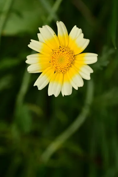 Közeli Kilátás Gyönyörű Sárga Fehér Virágok Kertben — Stock Fotó