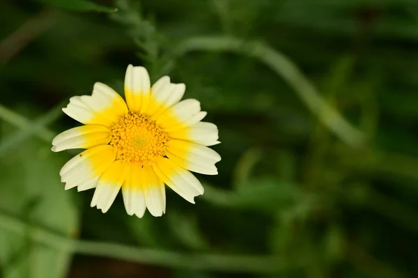 Κοντινή Θέα Των Όμορφων Κίτρινων Και Λευκών Λουλουδιών Στον Κήπο — Φωτογραφία Αρχείου