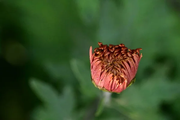 Schöne Unaufgelöste Blumen Garten Nahsicht — Stockfoto