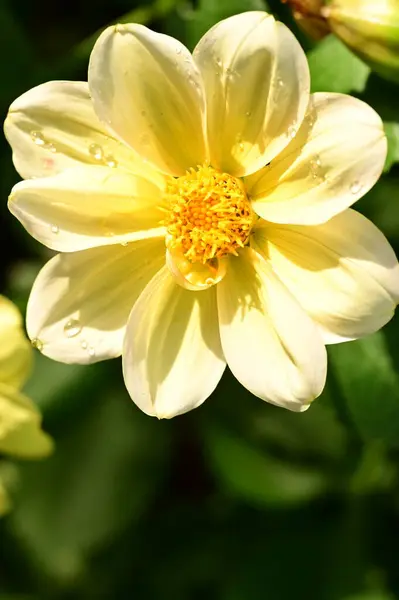 stock image close up view of beautiful yellow flowers in the garden