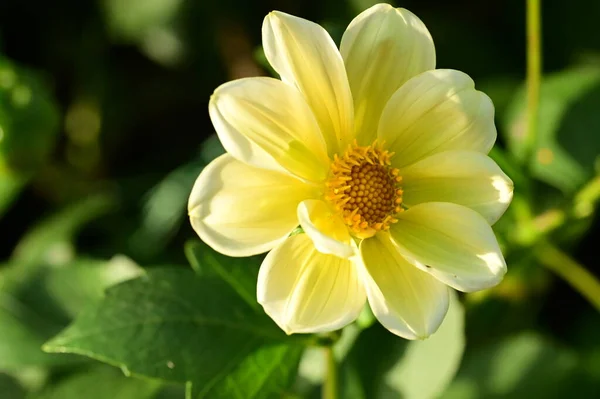 stock image close up view of beautiful yellow flowers in the garden