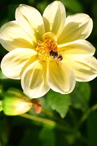 Bahçedeki Güzel Sarı Çiçeklerin Üzerinde Oturan Arı Manzarasını Kapat — Stok fotoğraf