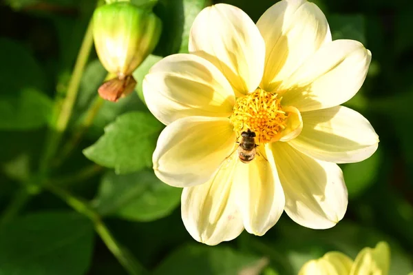 Nahaufnahme Der Biene Sitzt Auf Schönen Gelben Blumen Garten — Stockfoto