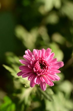 bahçede büyüyen güzel pembe çiçekler