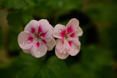 Bahçede büyüyen güzel pembe ve beyaz petunya çiçekleri