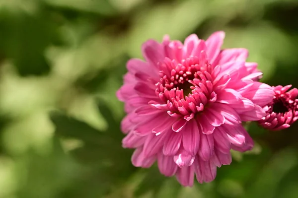 Gyönyörű Rózsaszín Virágok Nőnek Kertben — Stock Fotó
