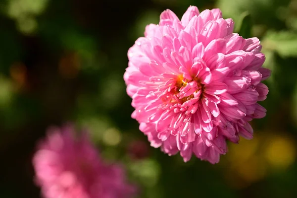 정원에서 핑크색 — 스톡 사진