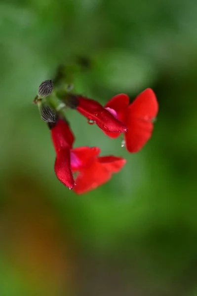 Piękne Czerwone Kwiaty Ogrodzie Widok Bliska — Zdjęcie stockowe