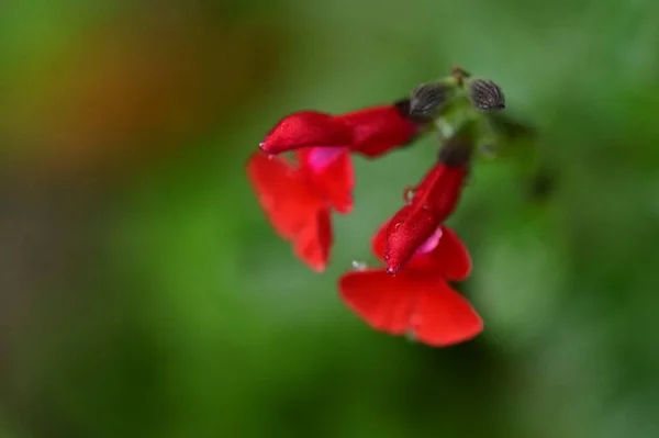 庭の美しい赤い花を間近で見ることができ — ストック写真