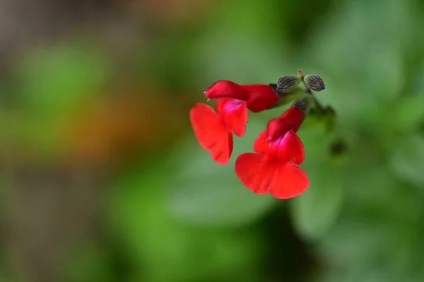 Красивые Красные Цветы Саду Вид Крупным Планом — стоковое фото