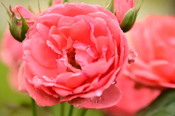 Mooie Roze Rozen Tuin Zomerse Achtergrond — Stockfoto