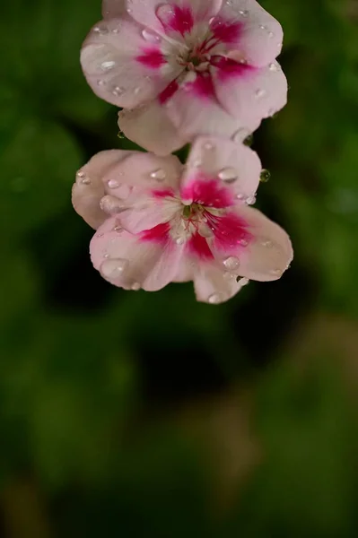 Vackra Rosa Och Vita Petunia Blommor Som Växer Trädgården — Stockfoto