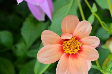 bahçede büyüyen güzel pembe çiçekler