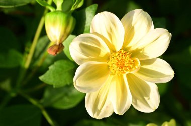 Bahçedeki güzel sarı çiçekleri kapat.