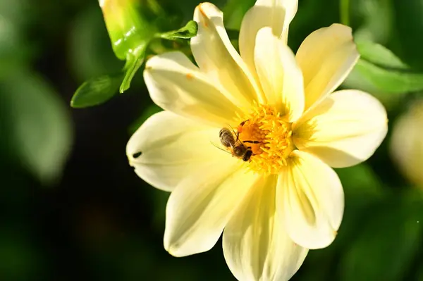 Zblízka Pohled Včelu Sedící Krásné Žluté Květy Zahradě — Stock fotografie