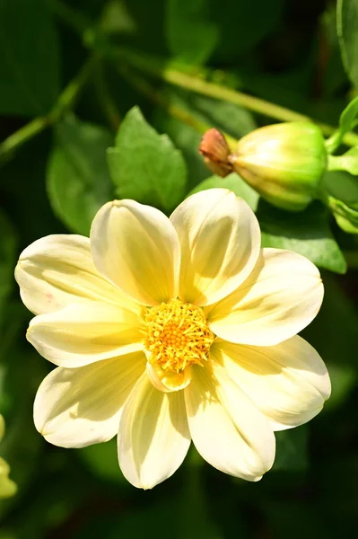 Vue Rapprochée Belles Fleurs Jaunes Dans Jardin — Photo